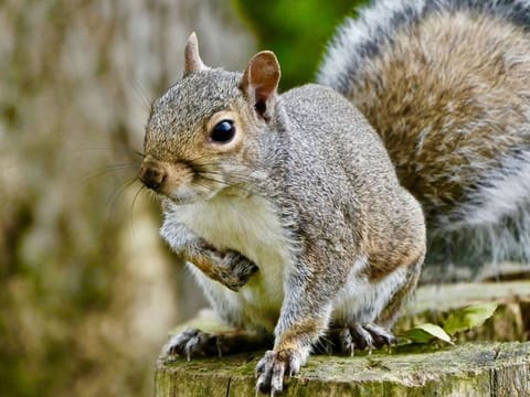 A squirrel forages for food.