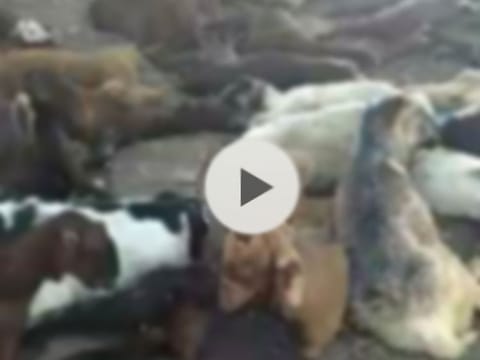 The UAE Ministry of Climate Change and Environment clarifies that video of sick animals is an old one, and should not be circulated on social media.
