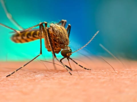 The mosquito is a deadly enemy when you consider the diseases they transmit.