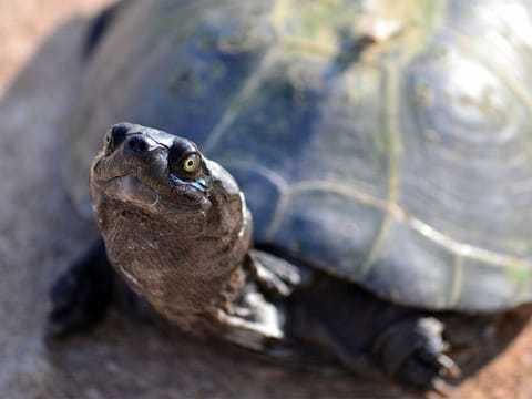 A turtle. For illustrative purposes only.