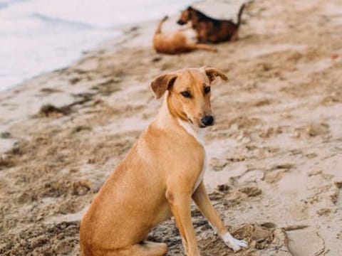 Islamabad has decided to stop culling stray dogs in the city.