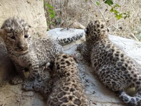 CCTV footage shows leopardess in abandoned Rajasthan home