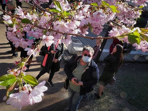 A man wearing a face mask to protect against coronavirus looks at a cherry blossom tree in the Friendship Garden amid the ongoing pandemic of the COVID-19 in St. Petersburg, Russia, Wednesday, May 6, 2020.