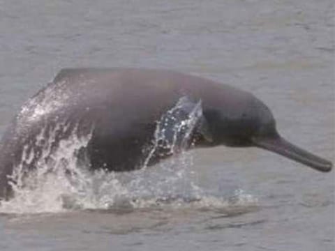 South Asian River Dolphins (also known as Ganges Dolphins)