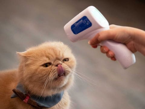 The owner of a cat cafe checks the temperature of one of her cats in Bangkok, Thailand, on May 8, 2020. According to a study, cats can spread the new coronavirus to each other without any of them ever having any symptoms.
