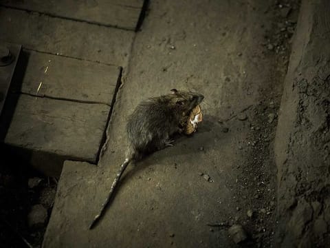 A rat in a subway station in New York.