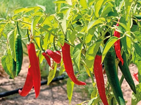 Aranya Farms grows a range of vegetables, herbs and greens at its facility in Abu Dhabi