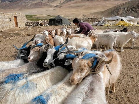 In this file photo taken on August 30, 2019, Changpa nomad Sonam Yangzom ties pashmina goats before milking them in a nomadic camp, about one kilometre from Korzok village in the Leh district of Ladakh. The world is heading for a shortage of the highly prized and super-soft cashmere wool as pashmina goats that live on the "roof of the world" become caught up in the fractious border dispute between nuclear neighbours India and China.