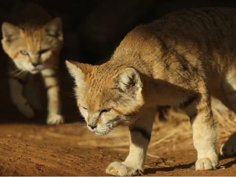 Sand Cat conservation programme launched at Al Ain Zoo