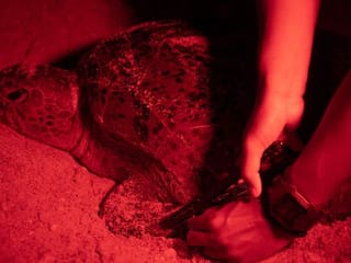 From egg hunter to protector, Malaysian battles to save turtles