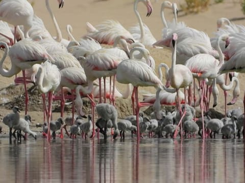 This year, flamingos began building their nests around March 15 when EAD scientists observed the first egg.