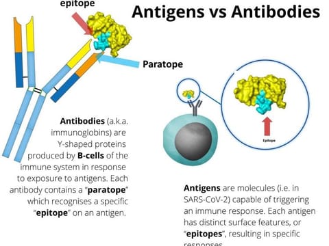 Sotrovimab, a new monoclonal antibody (mAb) therapy, belongs to a new class of weapons against the pandemic — in addition to vaccines. Its mechanism of action: The antibodies bind to a specific "epitope" on SARS-CoV-2 (cause of COVID-19) that is shared with SARS-CoV-1 (the virus that causes SARS), which may make it more difficult for the virus and its variants to develop resistance. The UAE approved sotrovimab on Sunday (May 29, 2021).