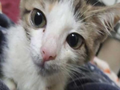 The kitten that was allegedly raped by teenagers in Lahore