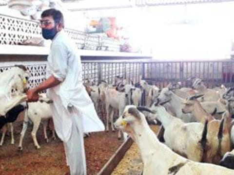 The fixed prices are not related to the residents’ buying of sacrifice animals from the livestock market or online.