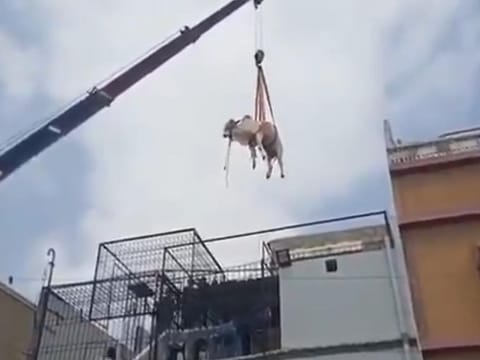 Graphic image warning: A cow was lifted by a crane in Karachi and it fell to the ground from the second floor.