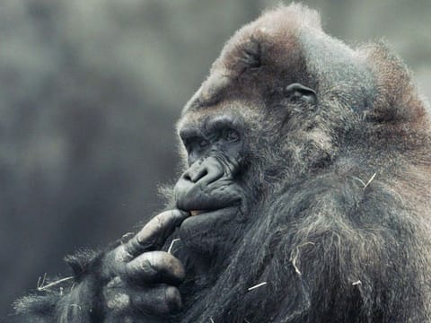 Ivan, a silverback gorilla who lived for 27 years in a Tacoma, Washington, shopping mall, chews on his finger at the Atlanta Zoo in 1996.