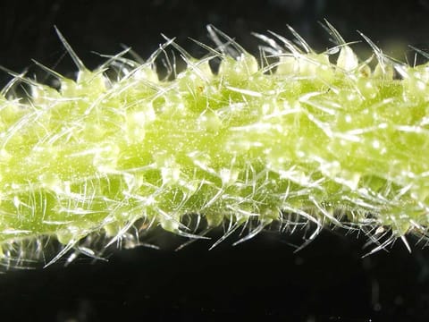 A detailed view of the Gympie-Gympie stinging tree.