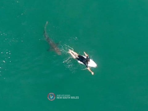 A shark swims close to World championship tour surfer Matt Wilkinson World at Sharpes Beach, New South Wales, Australia, October 7, 2020 in this photo supplied by Surf Life Saving NSW.
