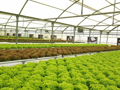 Armela Farms currently produces 5,000 heads of lettuce and one tonne of kale daily