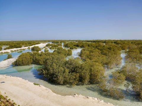 The stunning Jubail Mangrove Park in Abu Dhabi.