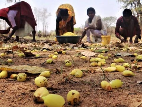 A group of women collecting mahua flowers near Budhiarmari village in Chhattisgarh state, India, Nov. 13, 2020.