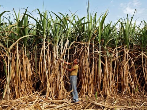 UAE investment flows into India's agricultural sector could have a decisive impact, especially for crop growing states such as the Punjab and Maharashtra.