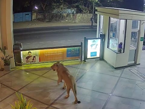 A lion seen strolling at the premises of a hotel in Junagadh.