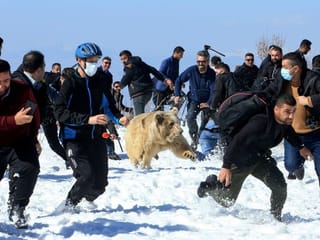 Photos: Captive bears set free into mountains of Iraq