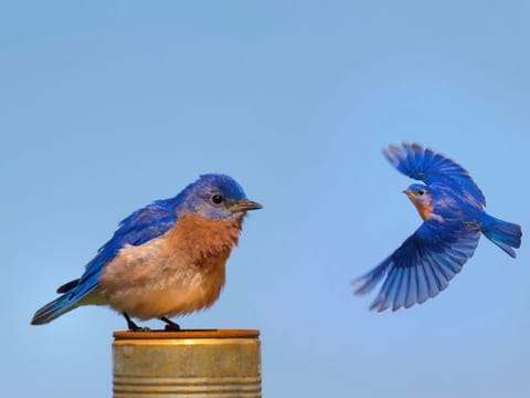 Bluebirds are territorial and prefer open grassland with scattered trees
