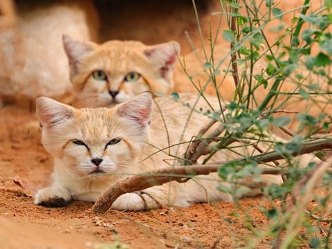 Al Ain Zoo's 5th Nation Conservation Festival will run till November 12.