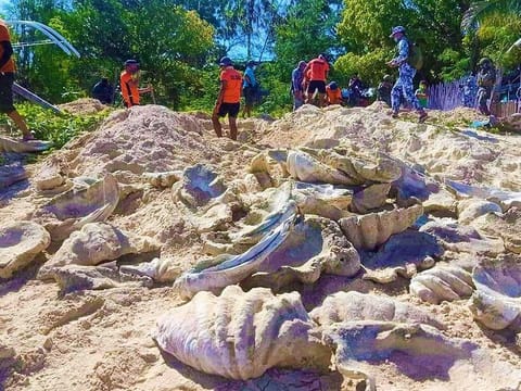 This undated handout photo released by the Philippine Coast Guard (PCG) on March 5, 2021 shows coast guard personnel, marine troops and local conservation officials unearthing illegally harvested giant clams worth around $3.3 million on the black market near the homes of residents on Johnson Island, Palawan province.