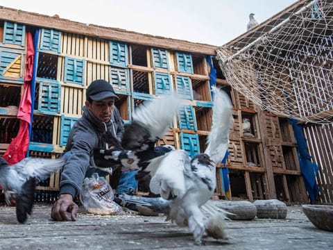 Omar Gamal, a 28-year-old pigeon keeper, tends to pigeons in a coop atop his rooftop in the Egyptian capital's twin city of Giza on February 21, 2021. - An ancient tradition handed down through the generations, the practice of domesticating pigeons stretches across borders from the banks of the Nile to north Africa and beyond, with people not only training birds for competitions, but also serving them up as a dining delicacy.