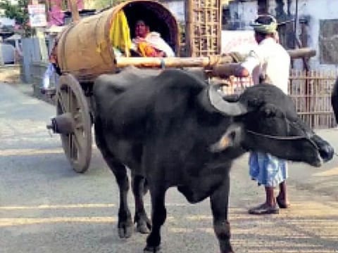 Bihar authorities have ordered an investigation after a nine-month pregnant woman had to be carried on a buffalo cart to hospital after she was refused assistance from ambulance services.