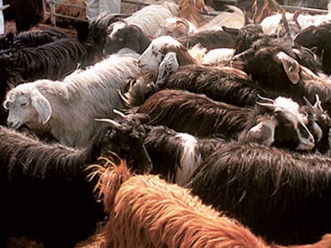 According to Saudi Press Agency (SPA), the ritual was carried out according to the highest food safety standards.