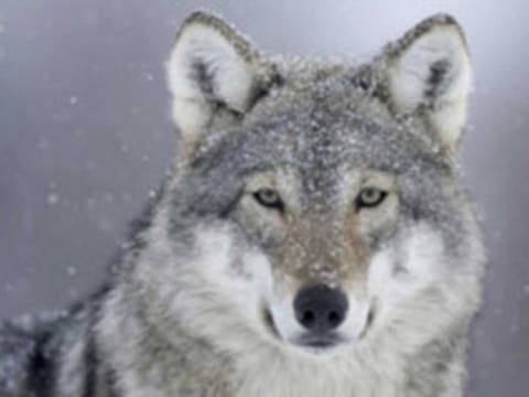 Officers of Dubai Police received information about a suspect looking to sell a wolf illegally in the emirate. Photo for illustrative purpose only.
