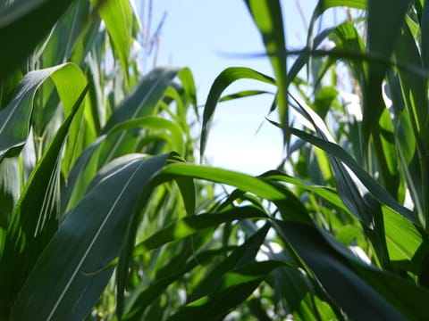 The latest statistics, collected by the Statistics Centre Abu Dhabi, include both plant and animal production. They showed that 707,774 tonnes of crops were produced in 2020, representing 59.6 per cent of total agricultural production and having increased by 33 per cent compared to 2017. Picture for illustrative purposes only.