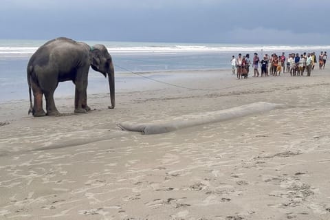 Villagers gather at a beach to lead a wild Asian elephant, believed to have entered Bangladesh from Myanmar by wading a river, near Bangladesh's southern coastal town of Teknaf.