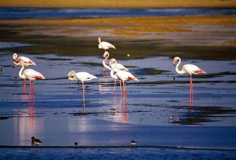 Al Wathba Lake in Abu Dhabi