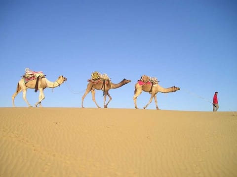 Camels in India's Rajasthan have got a new lease of life during the pandemic.