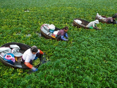 Farmers pick up water chestnuts in a pond in Taizhou, in China's eastern Jiangsu province on July 12, 2021. China harvested its first batch of “space rice” from seeds that returned from a lunar voyage last year, with scientists hoping it could help create new plant varieties and safeguard the country’s food security.
