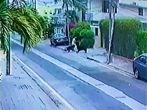 Picture show the dogs attacking the lawyer in Karachi last month.