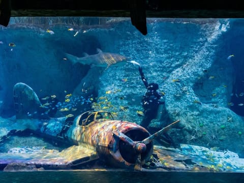 Visitors will be able to see feeding demonstrations and hand-feed sharks and rays at National Aquarium