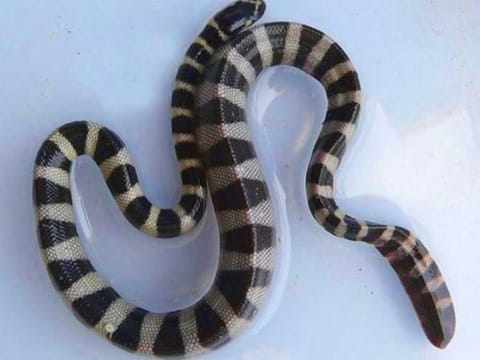 Environment agency warns public to keep away from sea snakes.