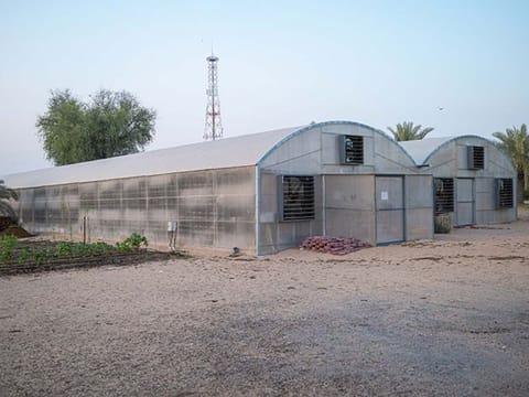 Greenhouses at MyFarm Dubai, which is a traditional, organic, educational, and sustainable farm in Dubai