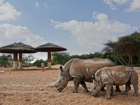 Al Ain Zoo welcomed the new rhinoceros into its Mixed African Exhibit, which already includes four other rhinos.