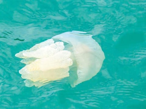 Tourists and residents visiting Abu Dhabi beaches have been advised to maintain a safe distance from jellyfish.
