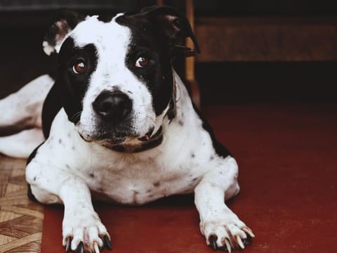 On Monday, November 22, the Ministry Of Climate Change and Environment (MoCCAE) announced through their social media channels, the prohibition of four types of dog breeds.