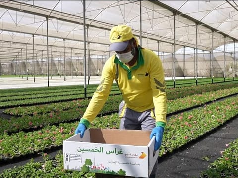 Dubai Municipality is distributing 5 million seedlings for 50th UAE National Day
