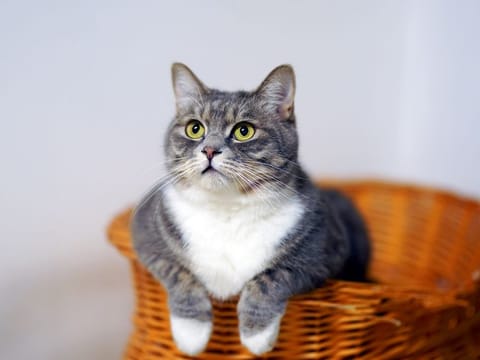 Take advantage of Amazon's Super Saver Week to treat your pets this holiday season.