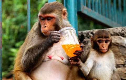 There were complaints from regular beachgoers that children and monkeys were being used for begging and that there seems to be an organised racket behind this.